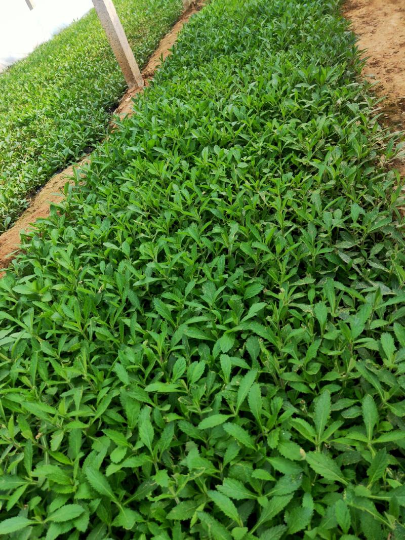 金娃娃萱草马鞭草，基地种植，大量有货，量大质优，欢迎采购！