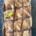 纯干原料秘鲁鱿鱼尾，价格合适，16公斤一件，1件2板，