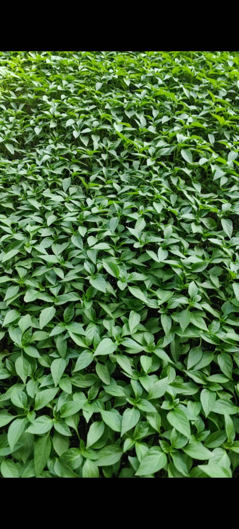 辣椒苗，牛椒螺丝椒，圆椒线椒各种辣椒苗