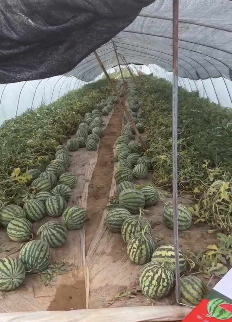 云南西瓜美都西瓜美都麒麟瓜产地一手货源实力代发全国