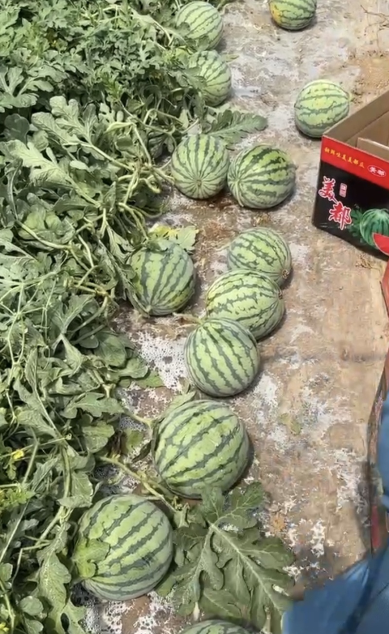 云南西瓜美都西瓜美都麒麟瓜产地一手货源实力代发全国