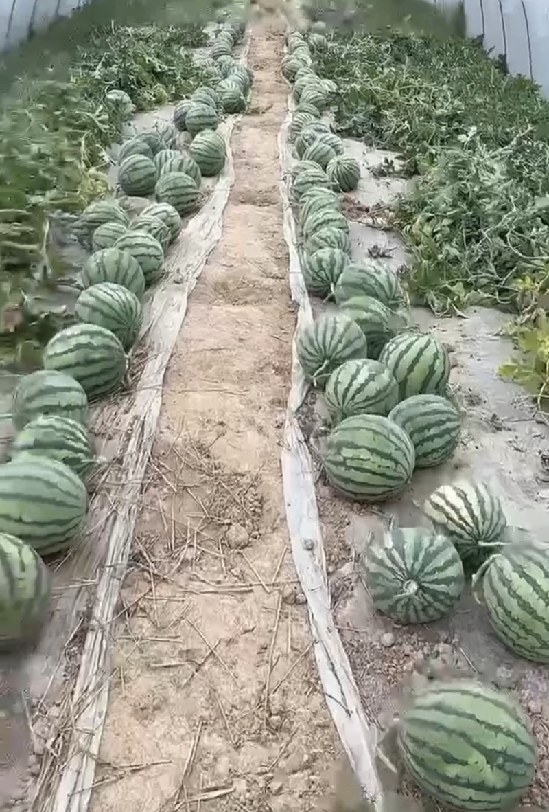 云南西瓜美都西瓜美都麒麟瓜产地一手货源实力代发全国