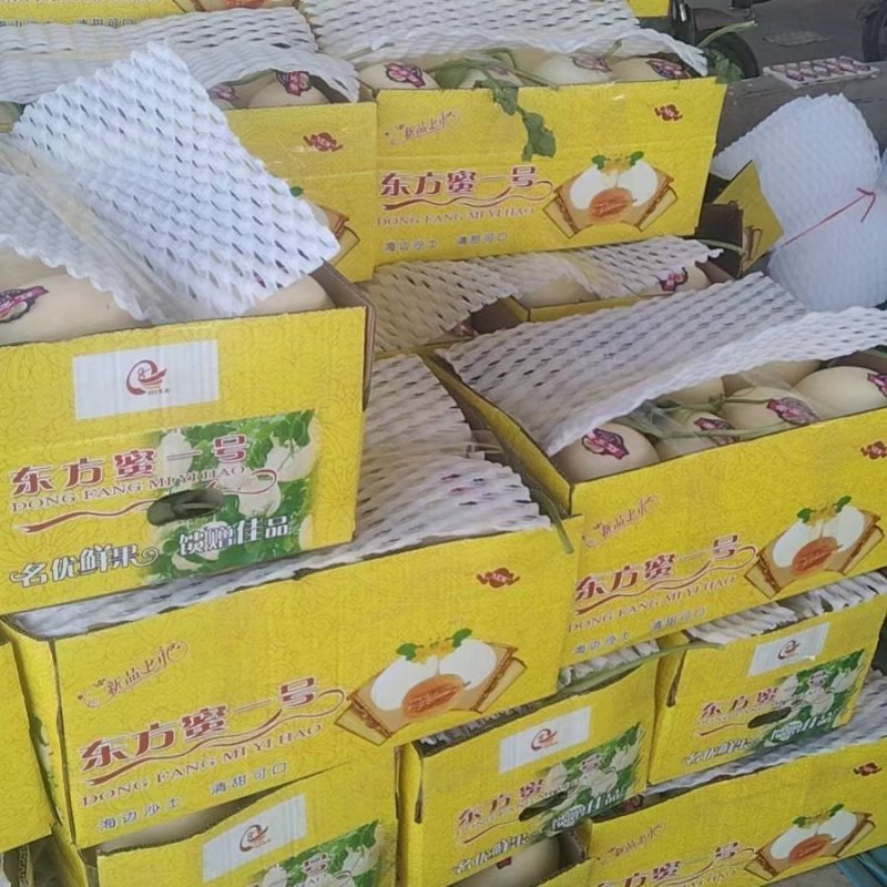 红金密甜瓜，河南滑县万亩甜瓜大量上市，代发全国，实力代办