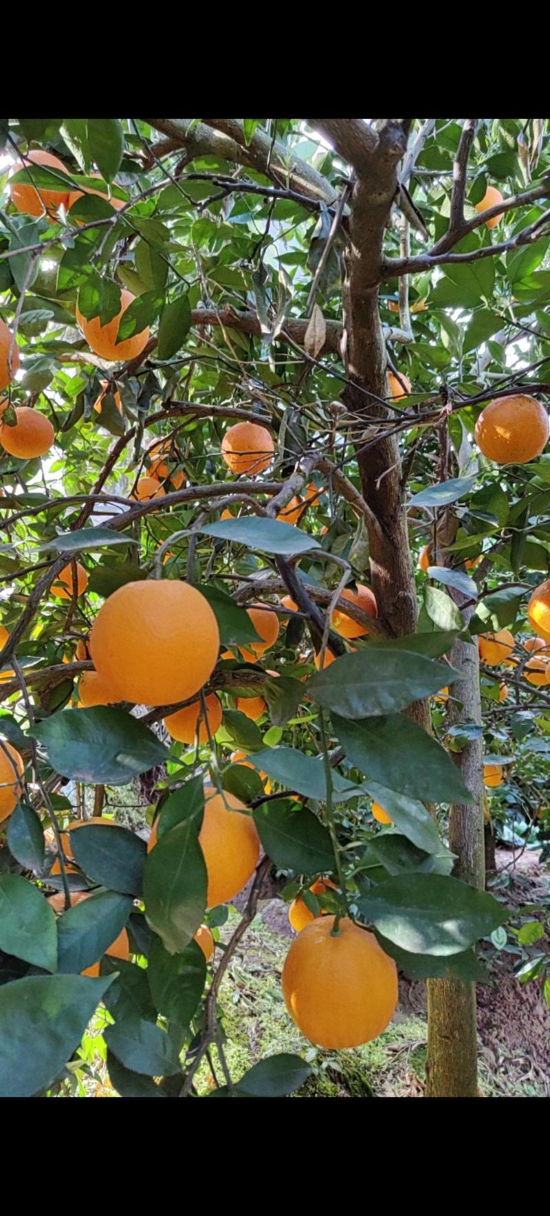 花果同枝伦晚春橙产地大量销售中，纯甜，爆汁橙，入口化渣。