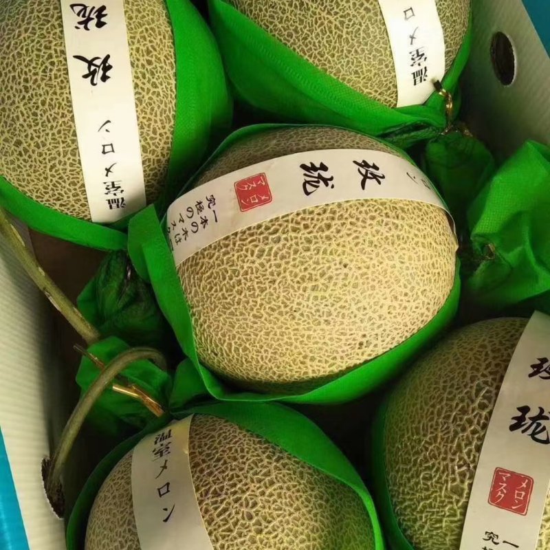 鲁后甜甜瓜滑县万亩甜瓜，代发全国，诚信第一，实力代办