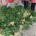 山东金乡大叶菠菜大量上市散装袋装的都可以代发各地市场
