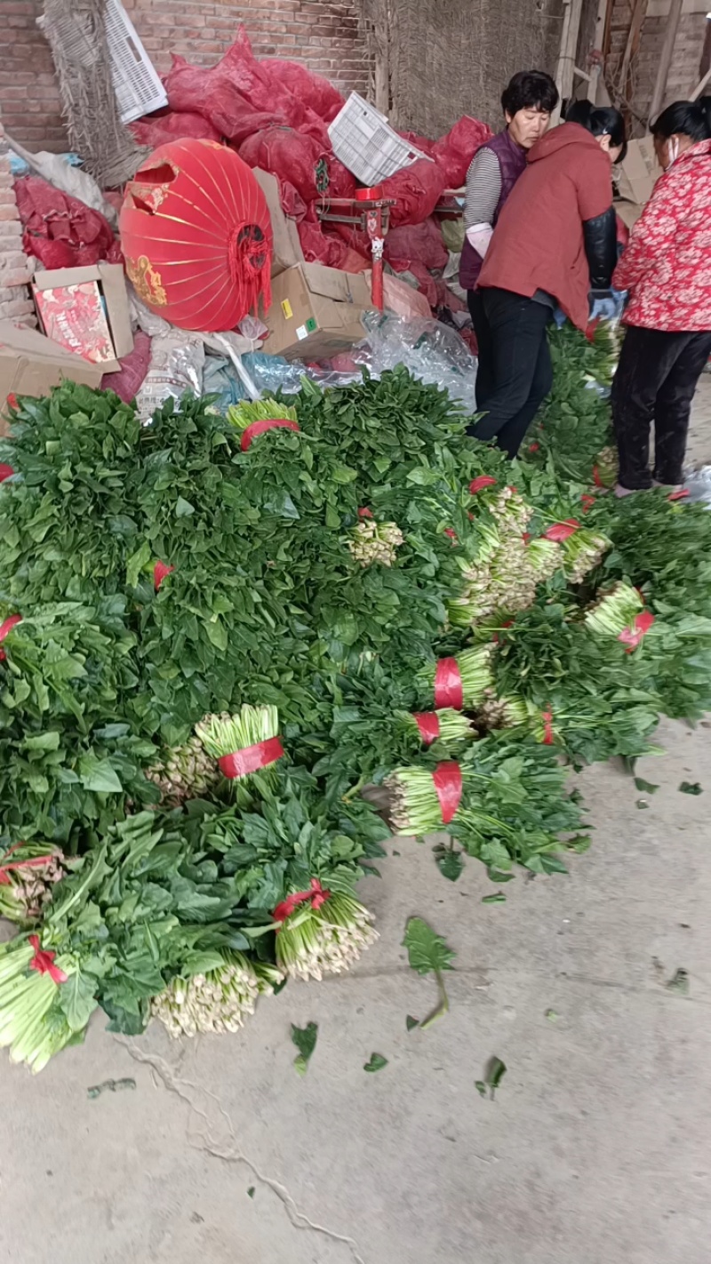 山东金乡大叶菠菜大量上市散装袋装的都可以代发各地市场