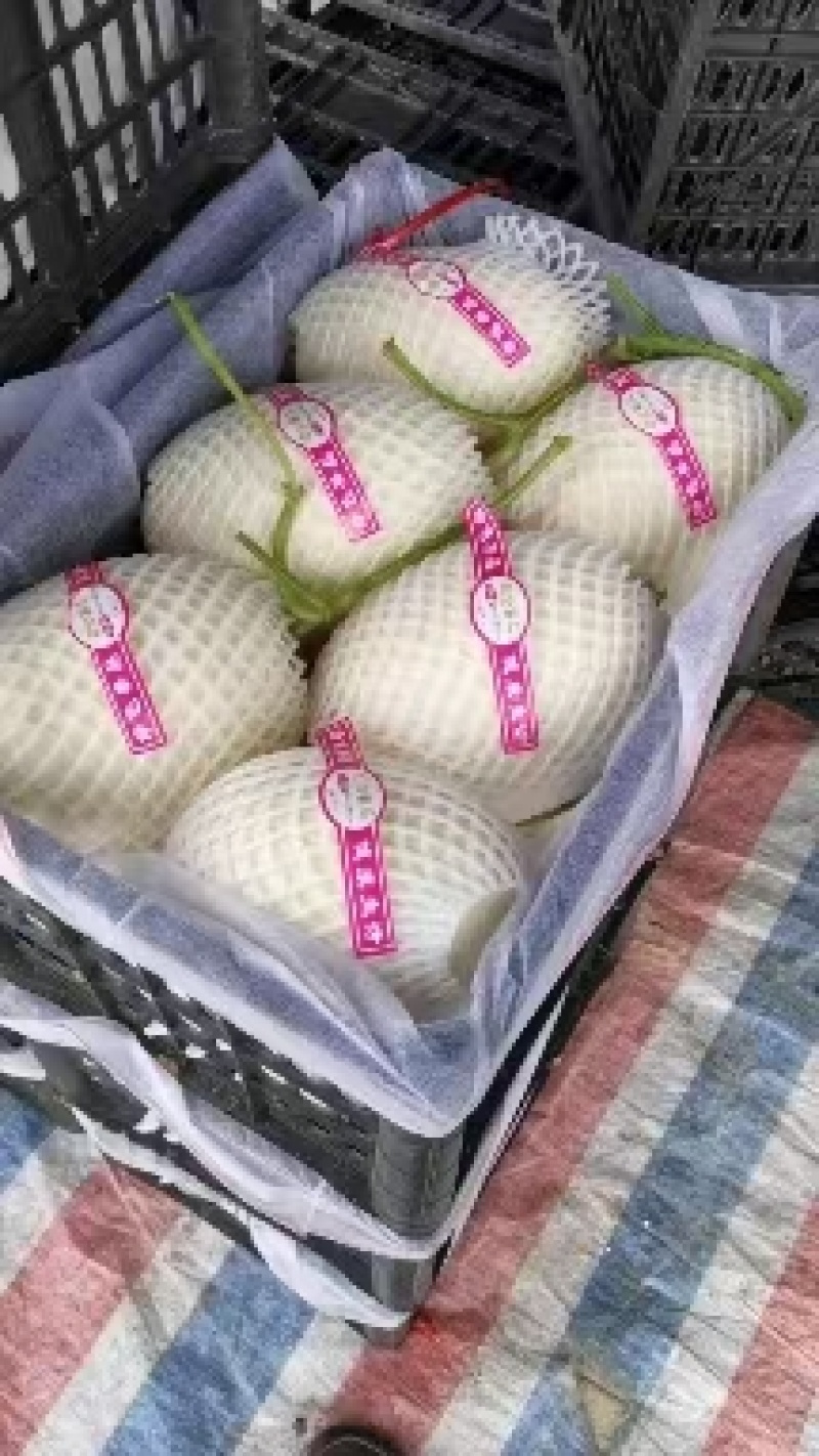 白肉翠丽，河南滑县甜瓜，供应各大批发市场以及商超和电商平