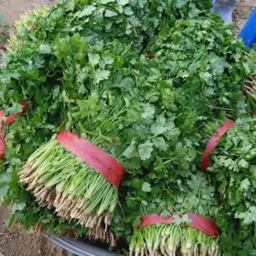 香菜产地一手货源充足现摘现发保质保量欢迎来电订购