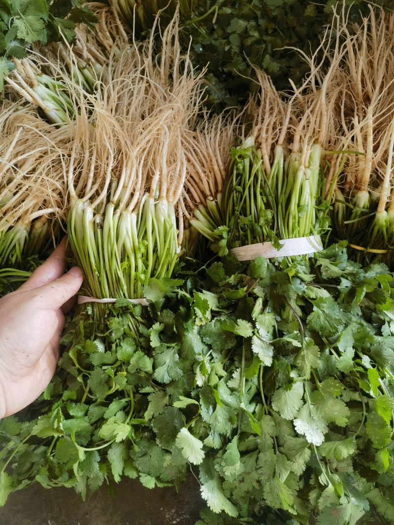 香菜产地一手货源充足现摘现发保质保量欢迎来电订购