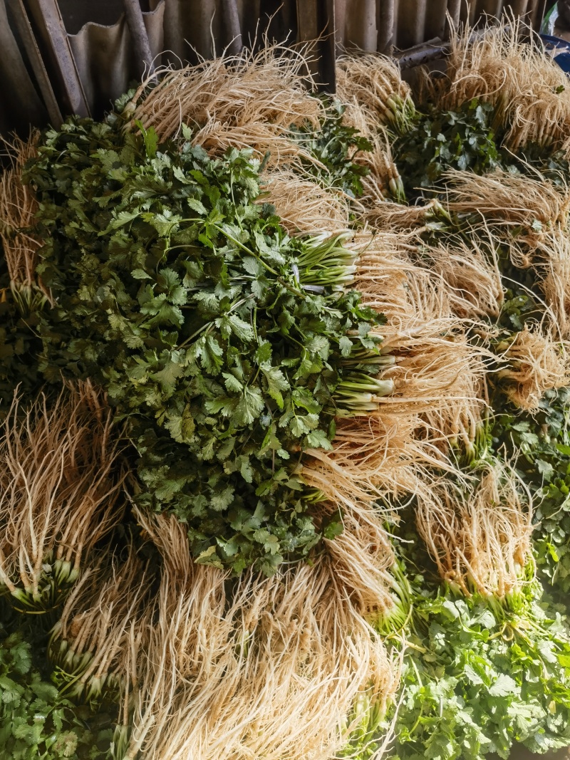 香菜产地一手货源充足现摘现发保质保量欢迎来电订购