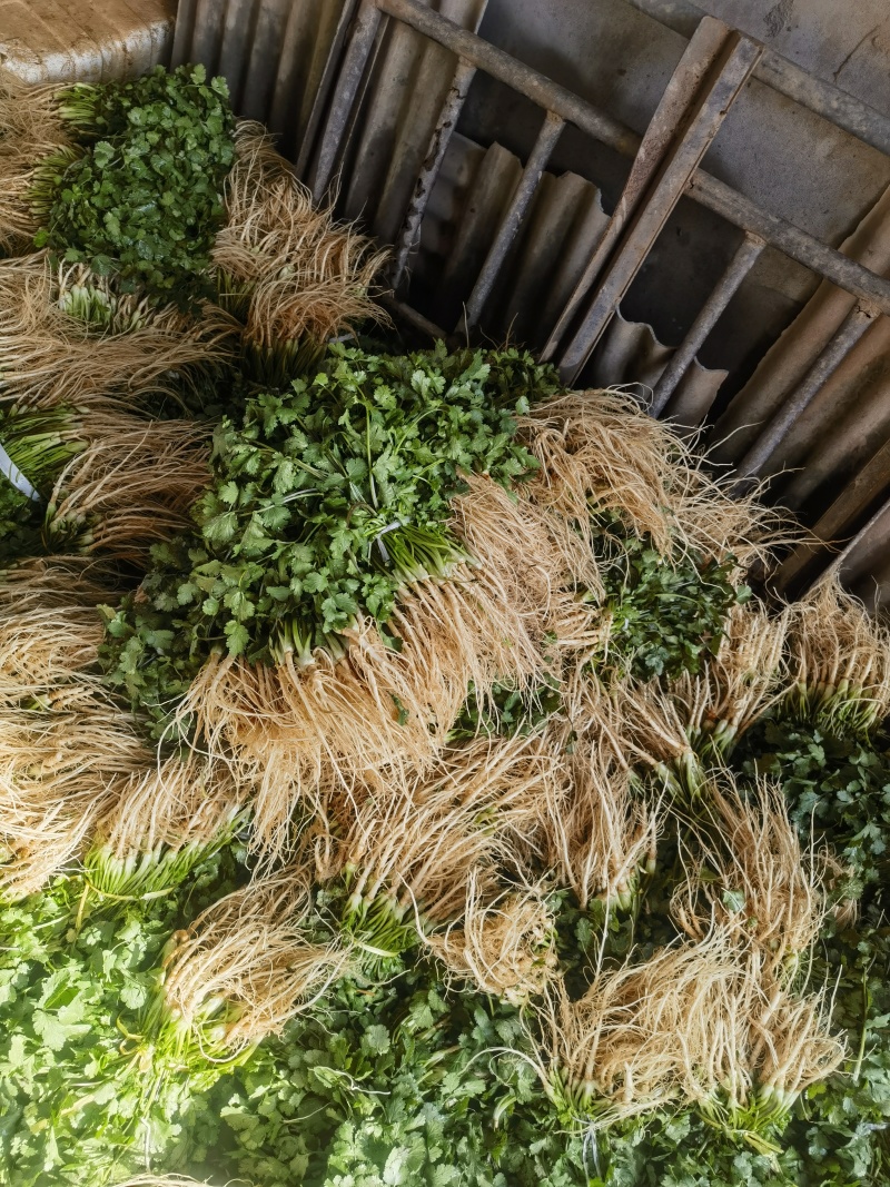 香菜产地一手货源充足现摘现发保质保量欢迎来电订购