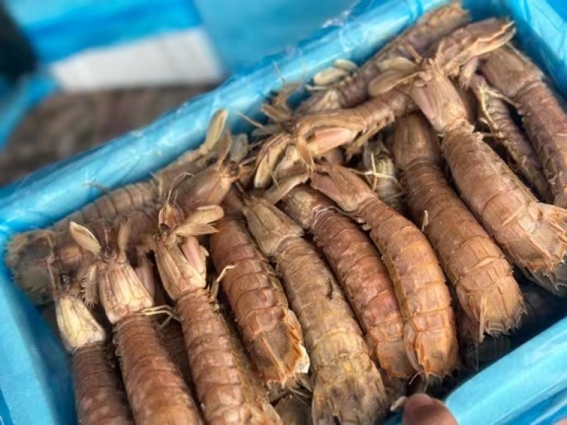 渤海湾，皮皮虾。支持一件代发。落地配。