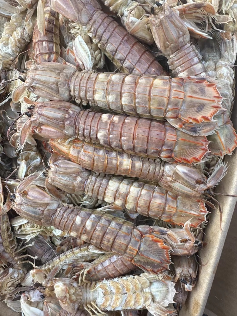 渤海湾，皮皮虾。支持一件代发。落地配。