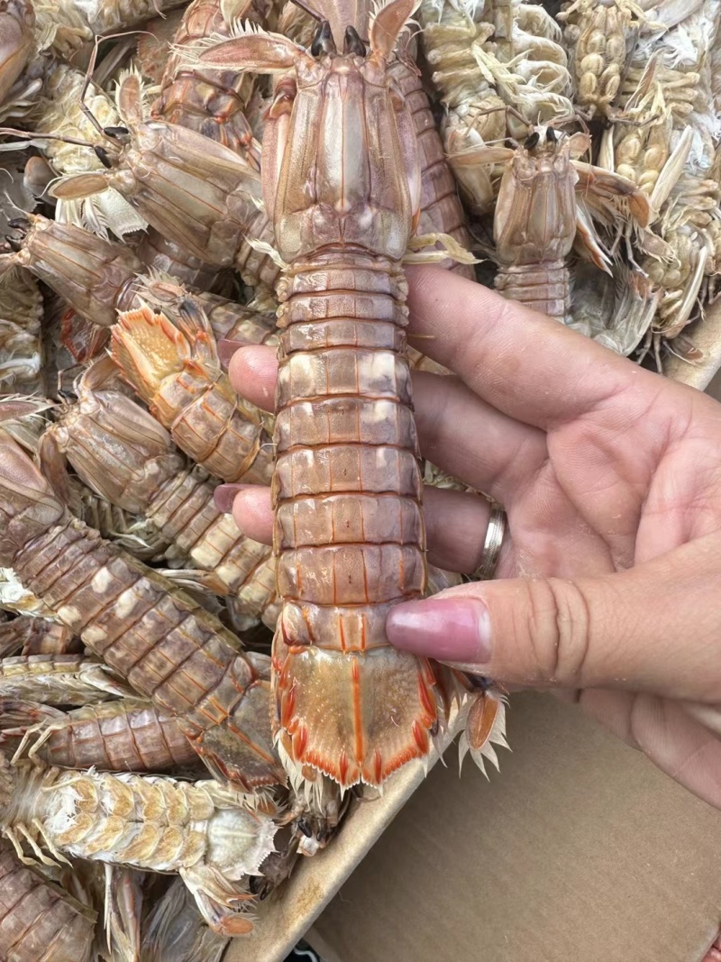 渤海湾，皮皮虾。支持一件代发。落地配。
