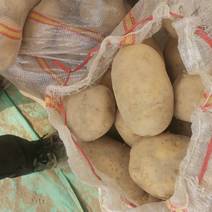 2024新土豆，广西柳州自有基地，实验一、沃土