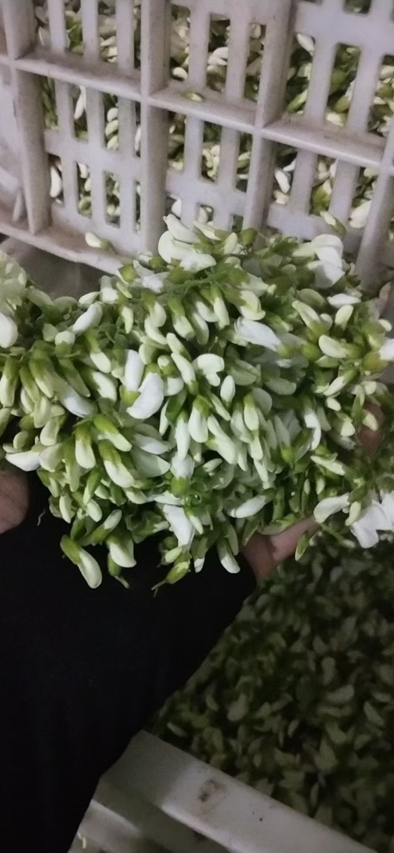 榆钱，南阳榆钱，邓州榆钱