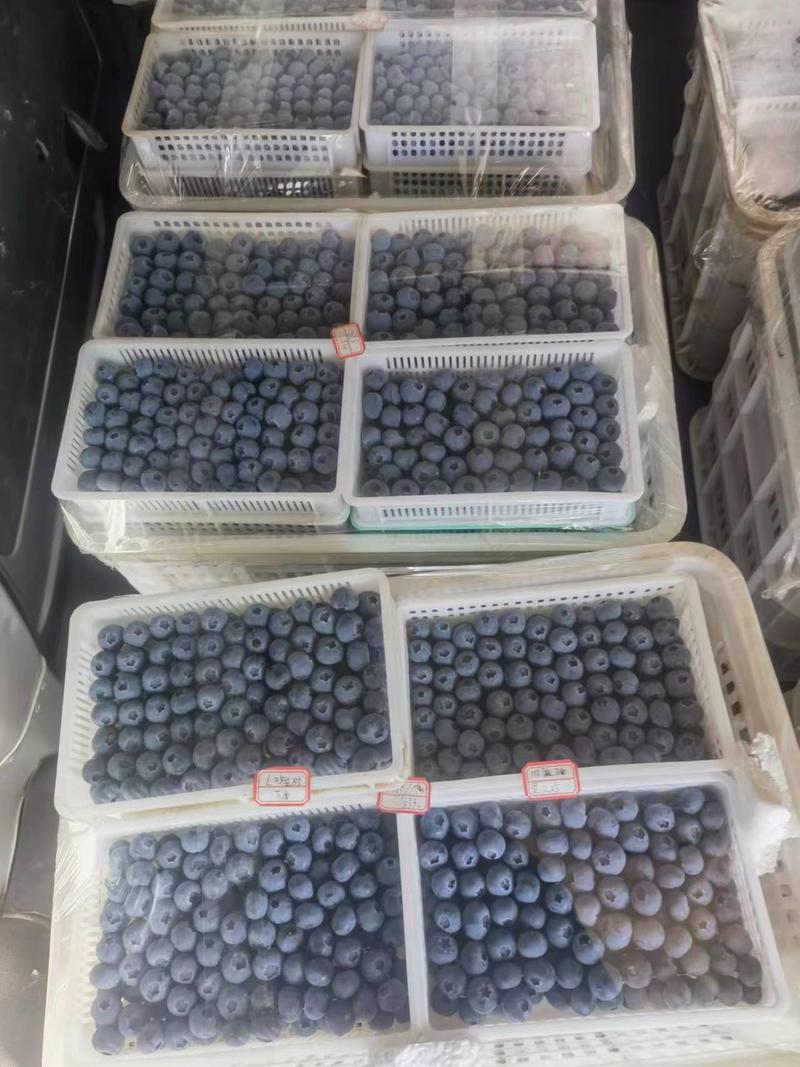 精品蓝莓，h5,f6,l5,优瑞卡，口感香甜，对接商超电