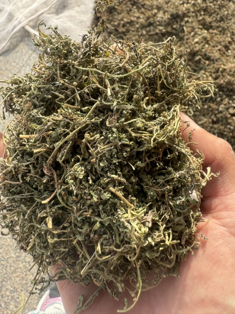 鹅不食草保庆药业批发鹅不食草鹅不食实物拍摄