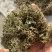 鹅不食草保庆药业批发鹅不食草鹅不食实物拍摄