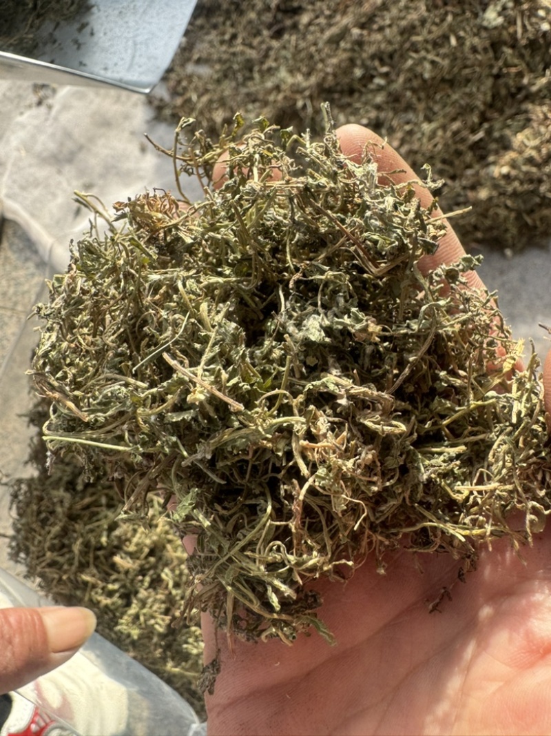 鹅不食草保庆药业批发鹅不食草鹅不食实物拍摄