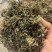 鹅不食草保庆药业批发鹅不食草鹅不食实物拍摄