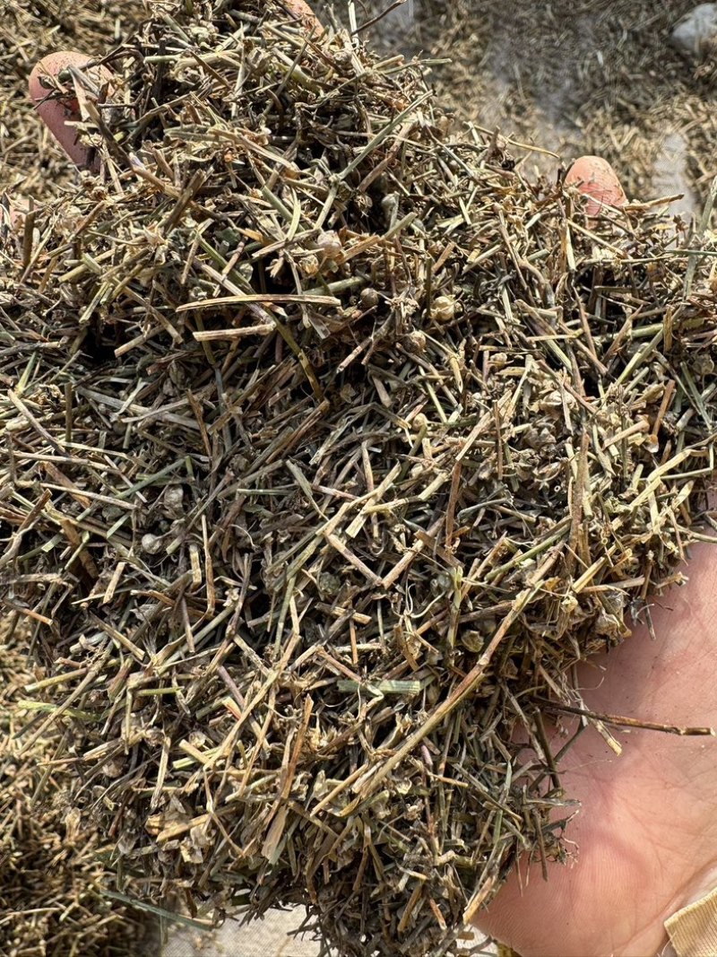 白花蛇舌草保庆药业批发白花蛇舌草实物拍摄