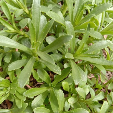 救心菜养心菜
