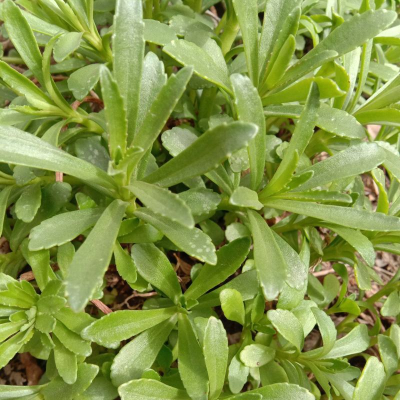 救心菜养心菜