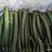 河南产地直发密刺黄瓜一手货源品质有保障价格优惠对接全国客户
