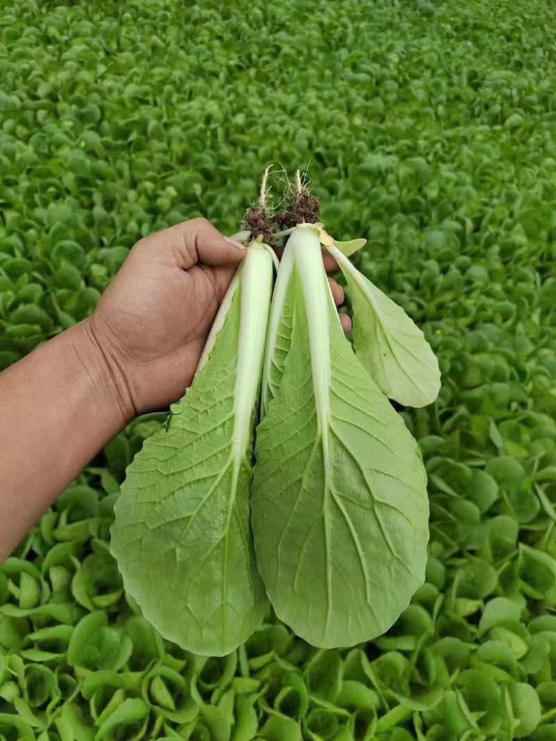 曹县小白菜产地直发质量保证价格优惠合作共赢
