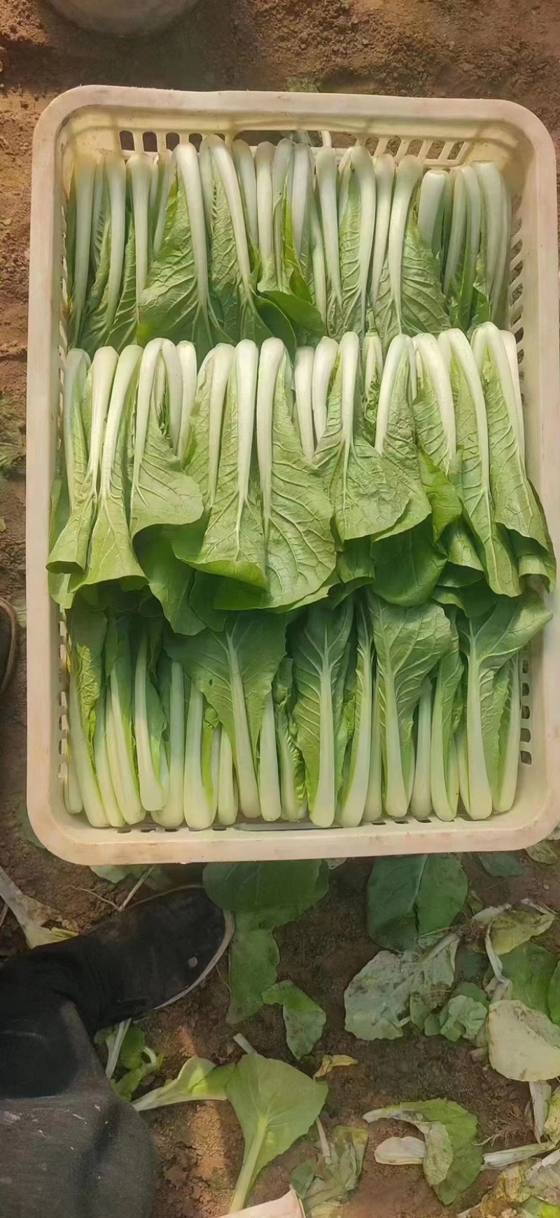 曹县小白菜产地直发质量保证价格优惠合作共赢
