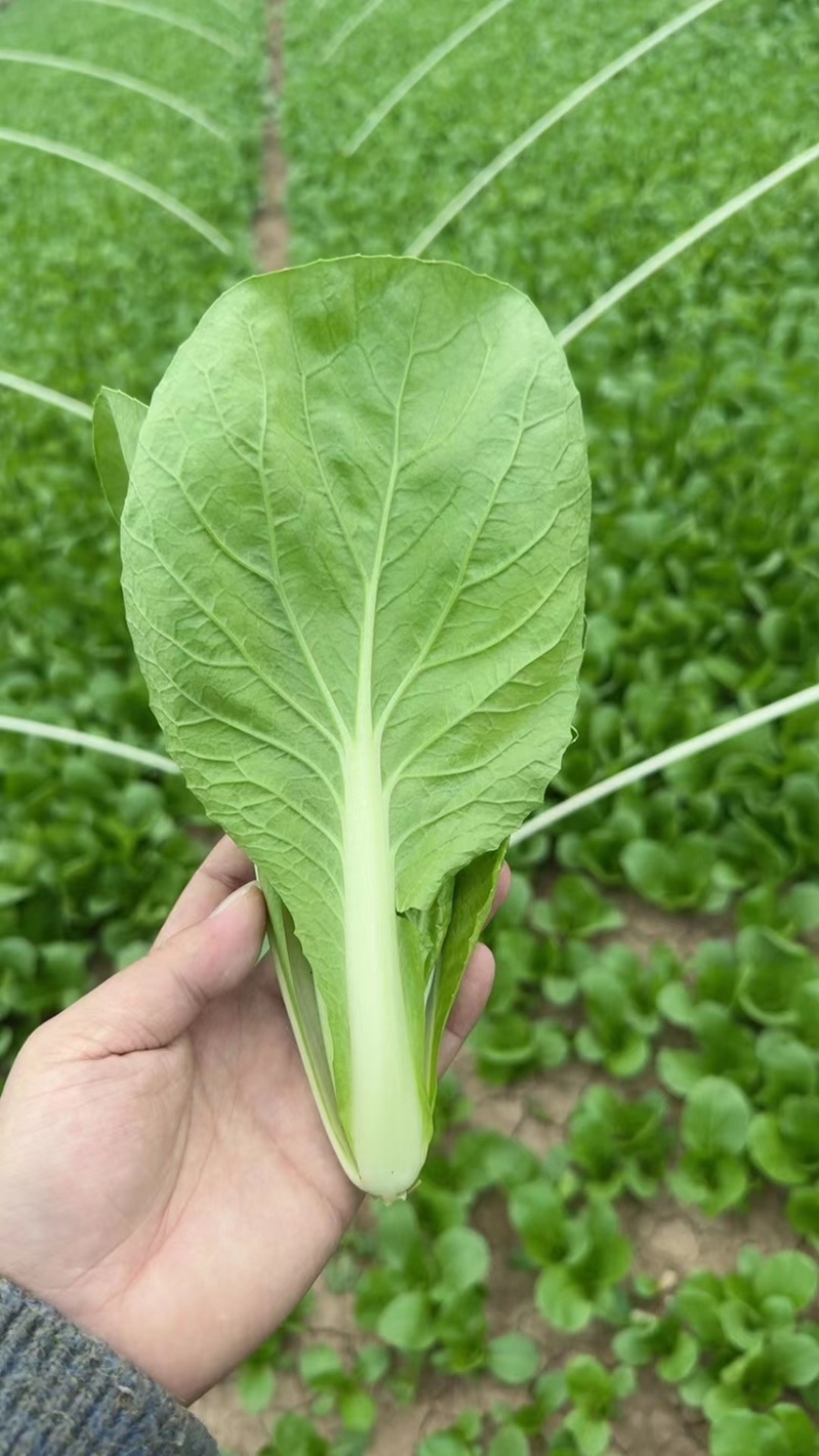 曹县小白菜产地直发质量保证价格优惠合作共赢