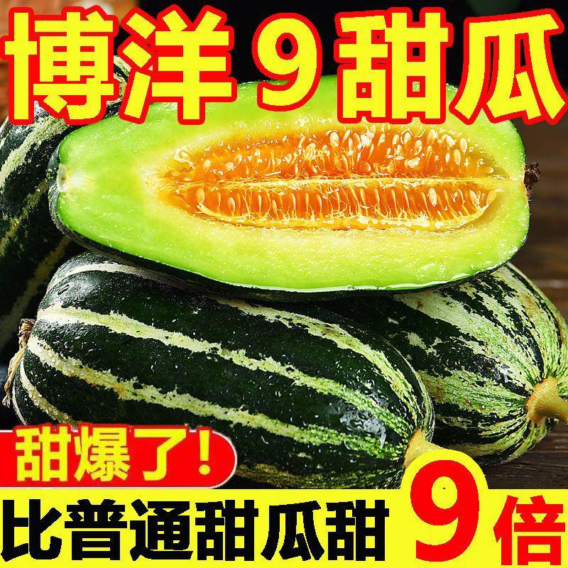 【巨甜】博洋9号甜瓜山东香瓜精选羊角蜜瓜新鲜孕妇水果