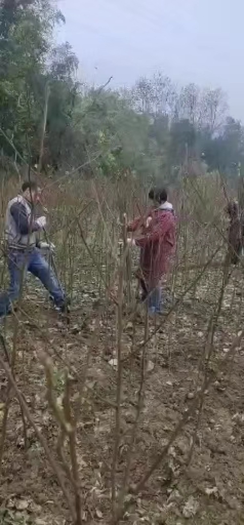 拐枣苗，金钩梨