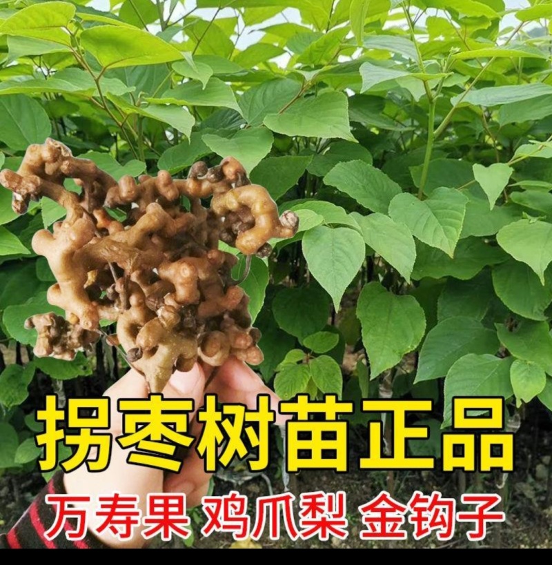 拐枣苗，金钩梨