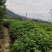 万寿果，秦岭红拐枣，肉拐枣，