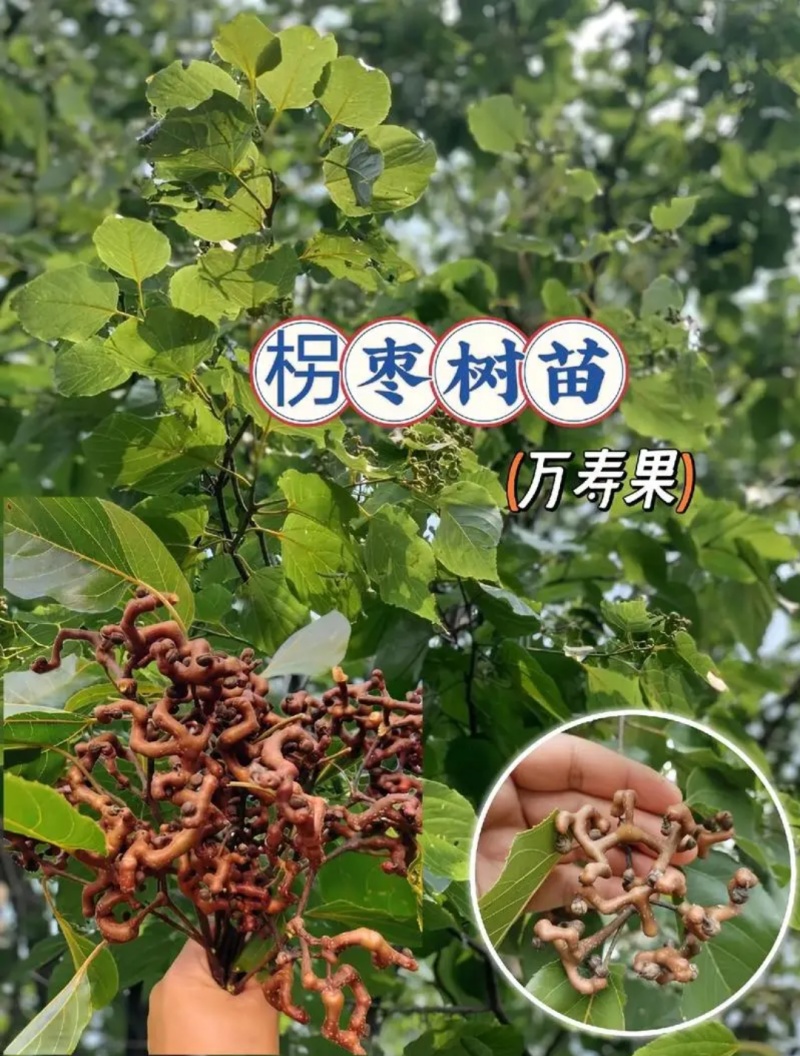 万寿果，秦岭红拐枣，肉拐枣，