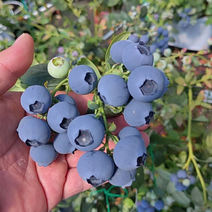云南高山蓝莓