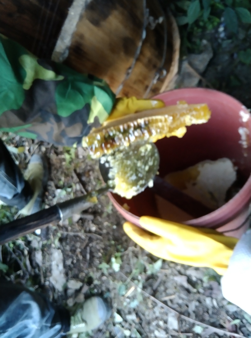 【优质】湘南土蜂蜜高山野生蜂蜜品质保障