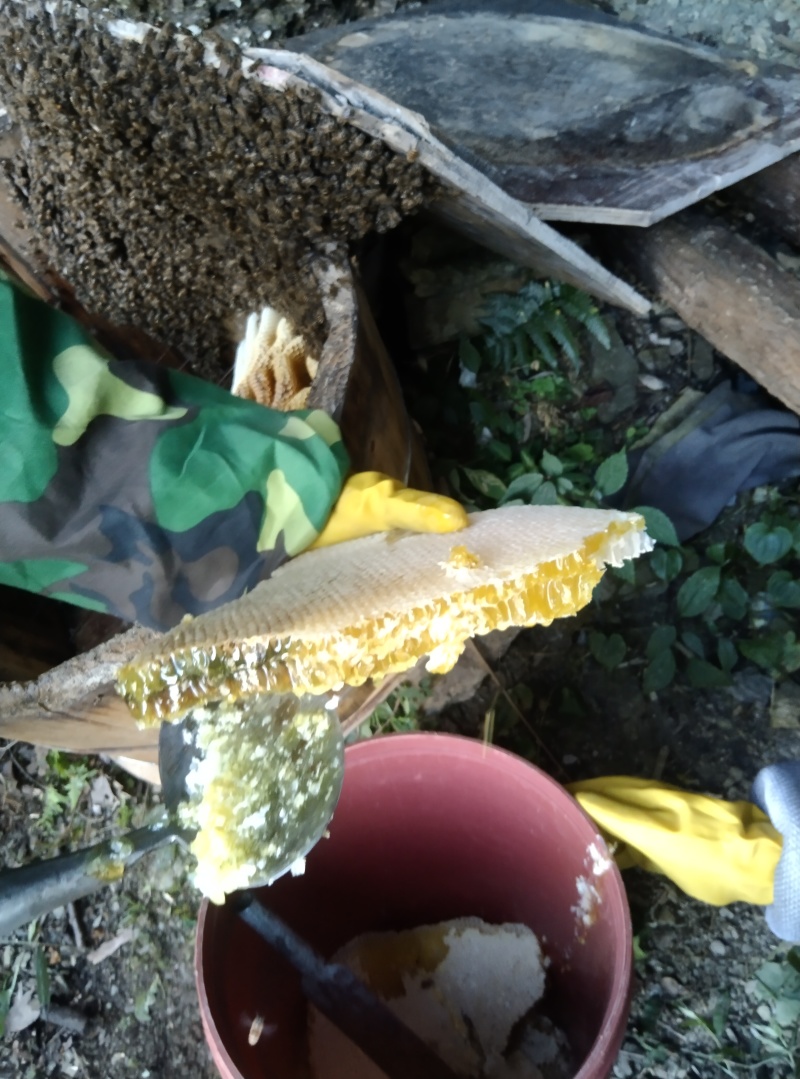 【优质】湘南土蜂蜜高山野生蜂蜜品质保障