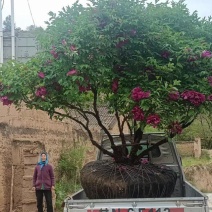 精品百年丛生牡丹