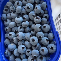 云南高山蓝莓