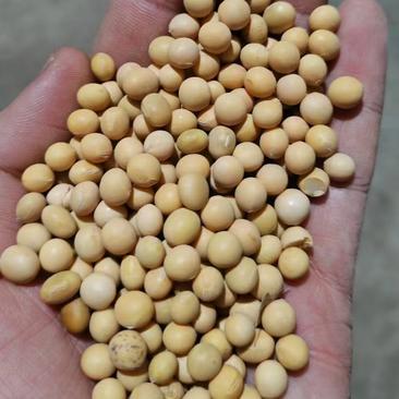 俄罗斯进口非转基因大豆现货，5万吨起。