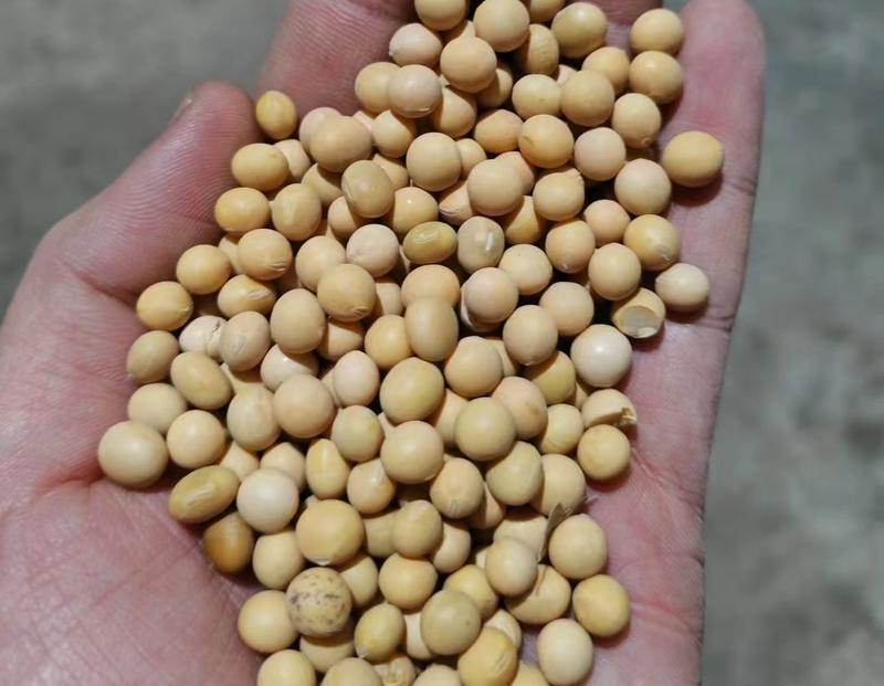 俄罗斯进口非转基因大豆现货，5万吨起。