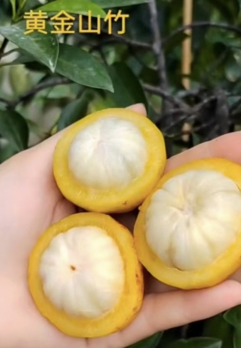 黄金山竹树苗，岭南山竹，龙蒙果，基地直发