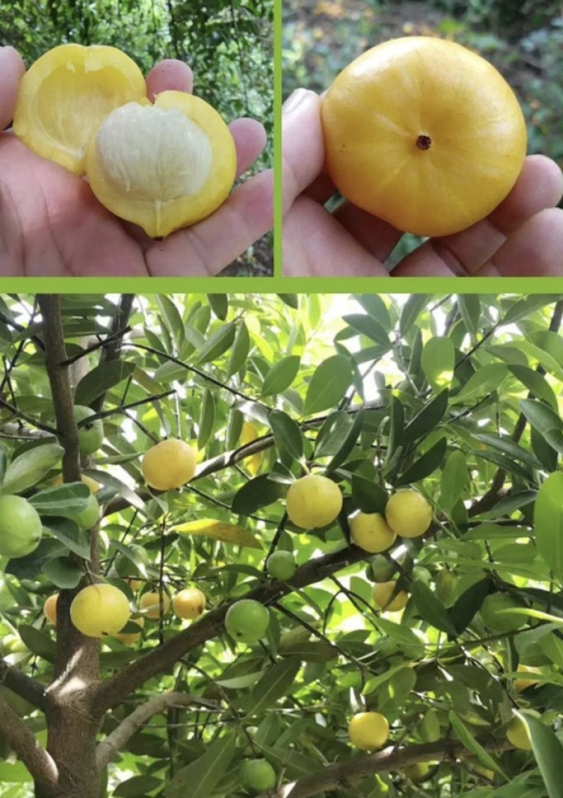 黄金山竹树苗，岭南山竹，龙蒙果，基地直发