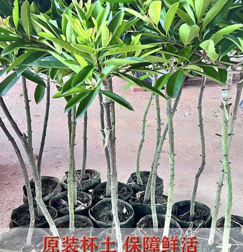 黄金山竹树苗，岭南山竹，龙蒙果，基地直发