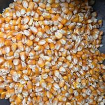 缅甸大宗进口玉米