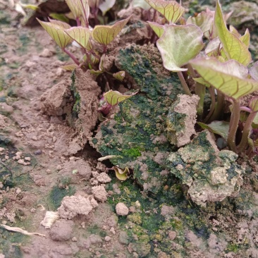 北京553原原种苗，试管脱毒原原种级，种苗